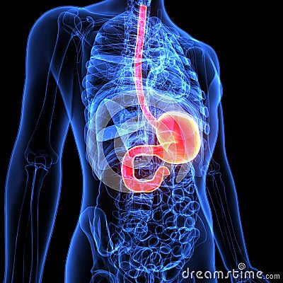 3d illustration of human body stomach anatomy Stock Photo